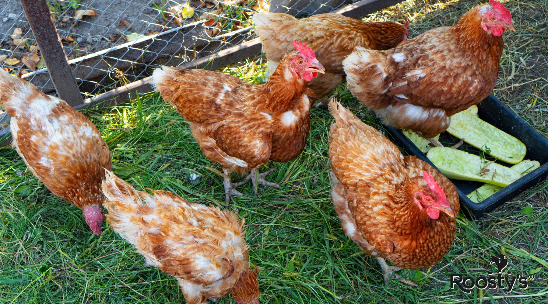 Chicken Coop for 6 Chickens: Find the Perfect Home for Your Flock
