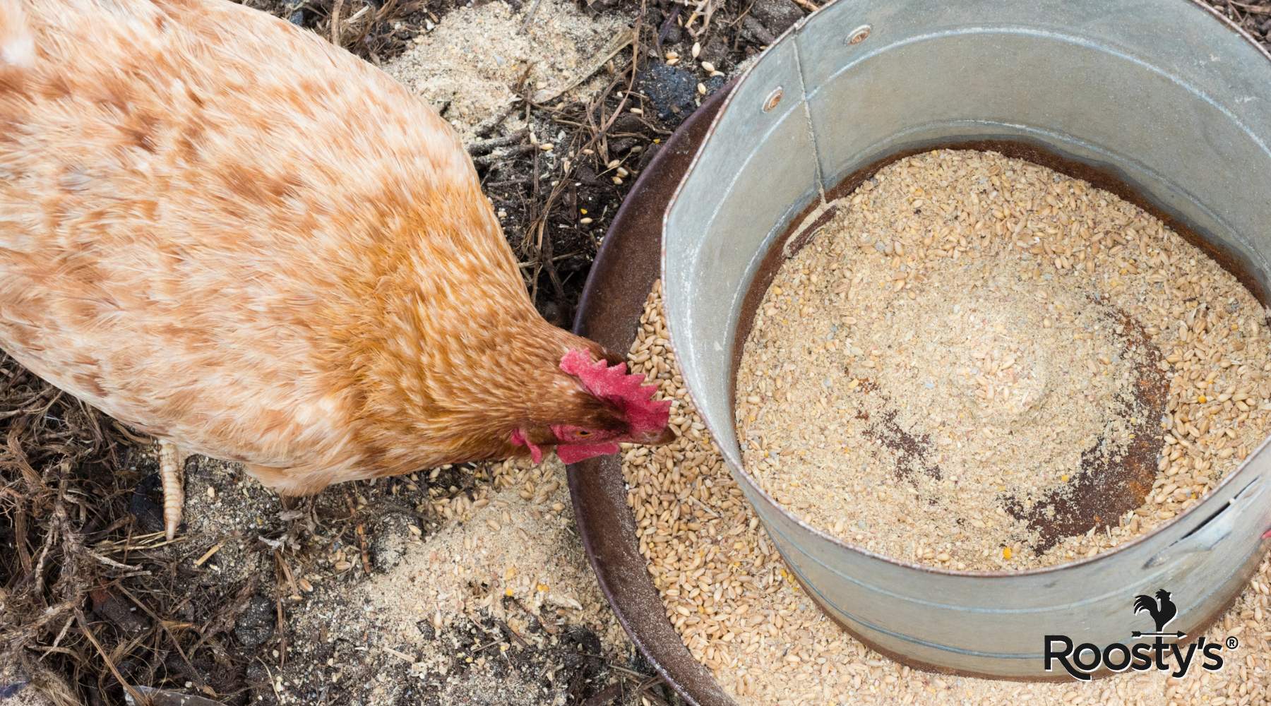 The Best Chicken Feeder for Efficient Feeding – Roosty's