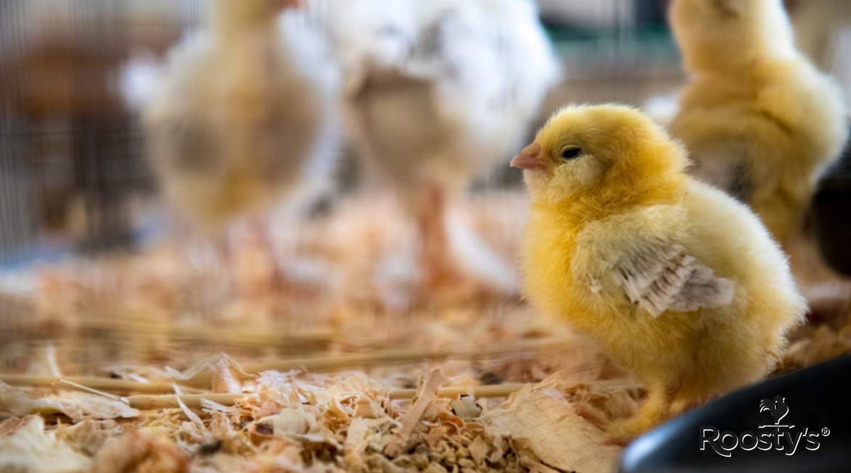 Discover the Best Chicken Bedding for Optimal Comfort and Health Roosty's