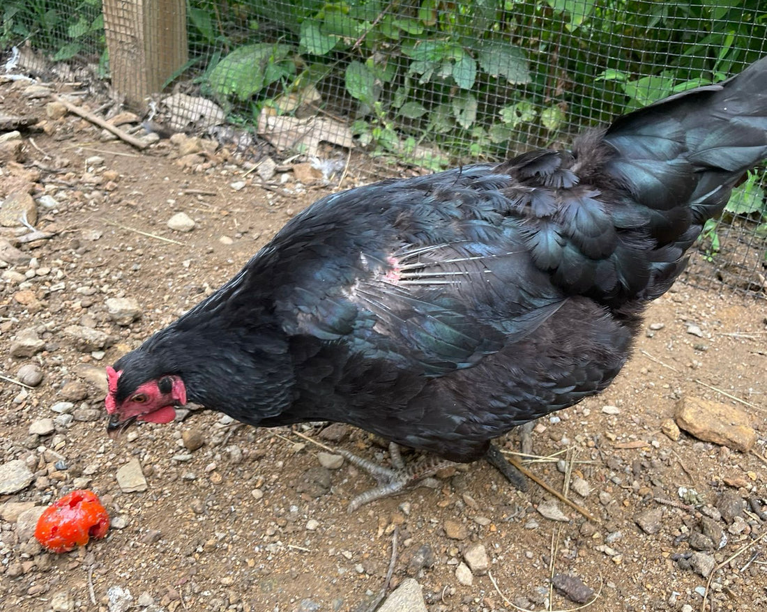 Why chickens molt their feathers, and how to support them