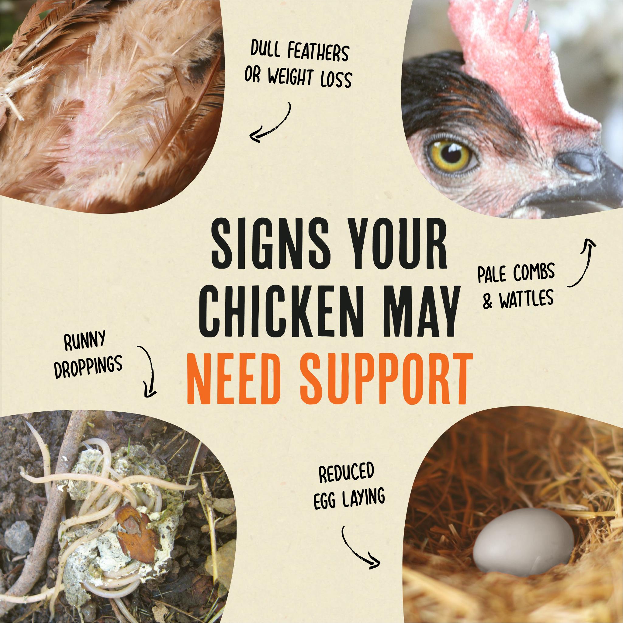 Daily Deworm + Gut Support