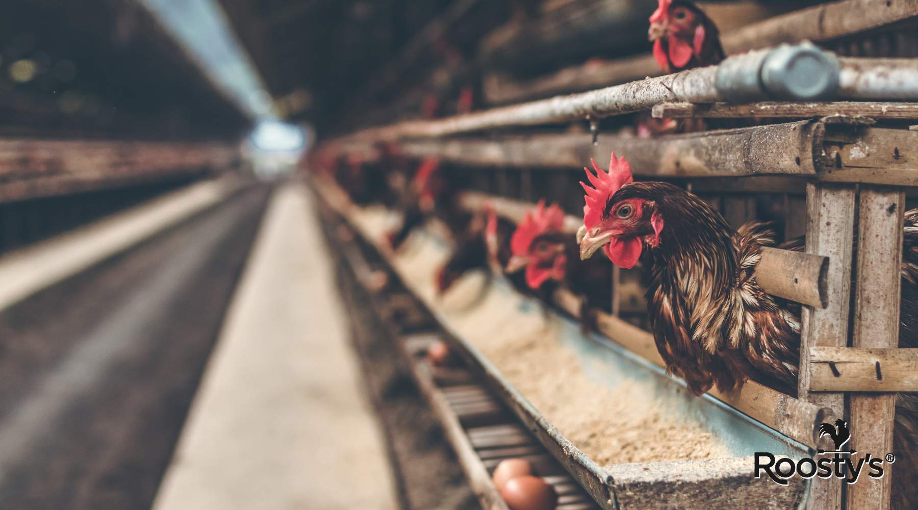 Chicken Feed for Laying Hens: Essential Nutrients and Tips