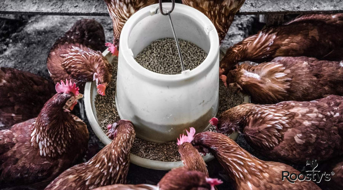 Choosing The Right Chicken Coop For 10 Chickens