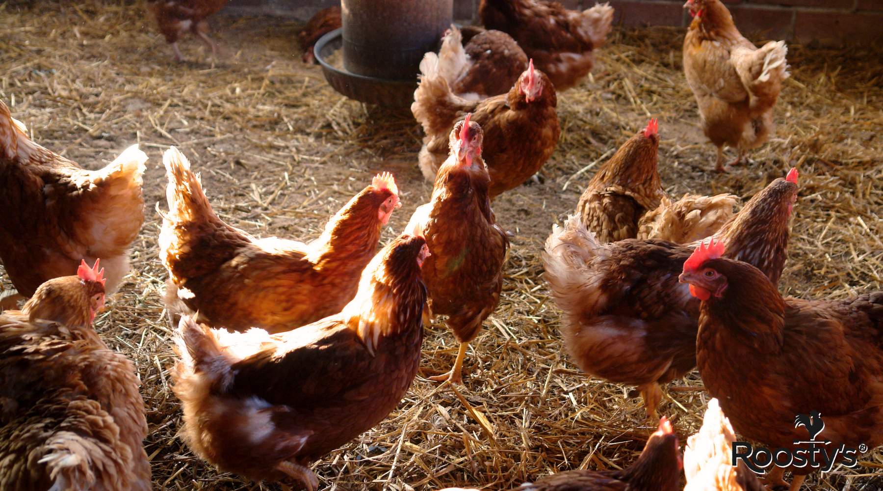 Efficient Solar Heater for Chicken Coop - Keep Your Chickens Warm