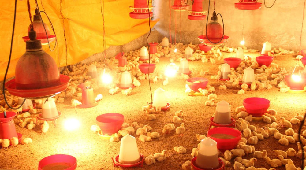 Essential Winter Guide To Heating A Chicken Coop