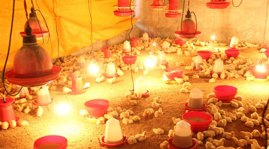 Essential Winter Guide To Heating A Chicken Coop And Keeping Chickens Warm