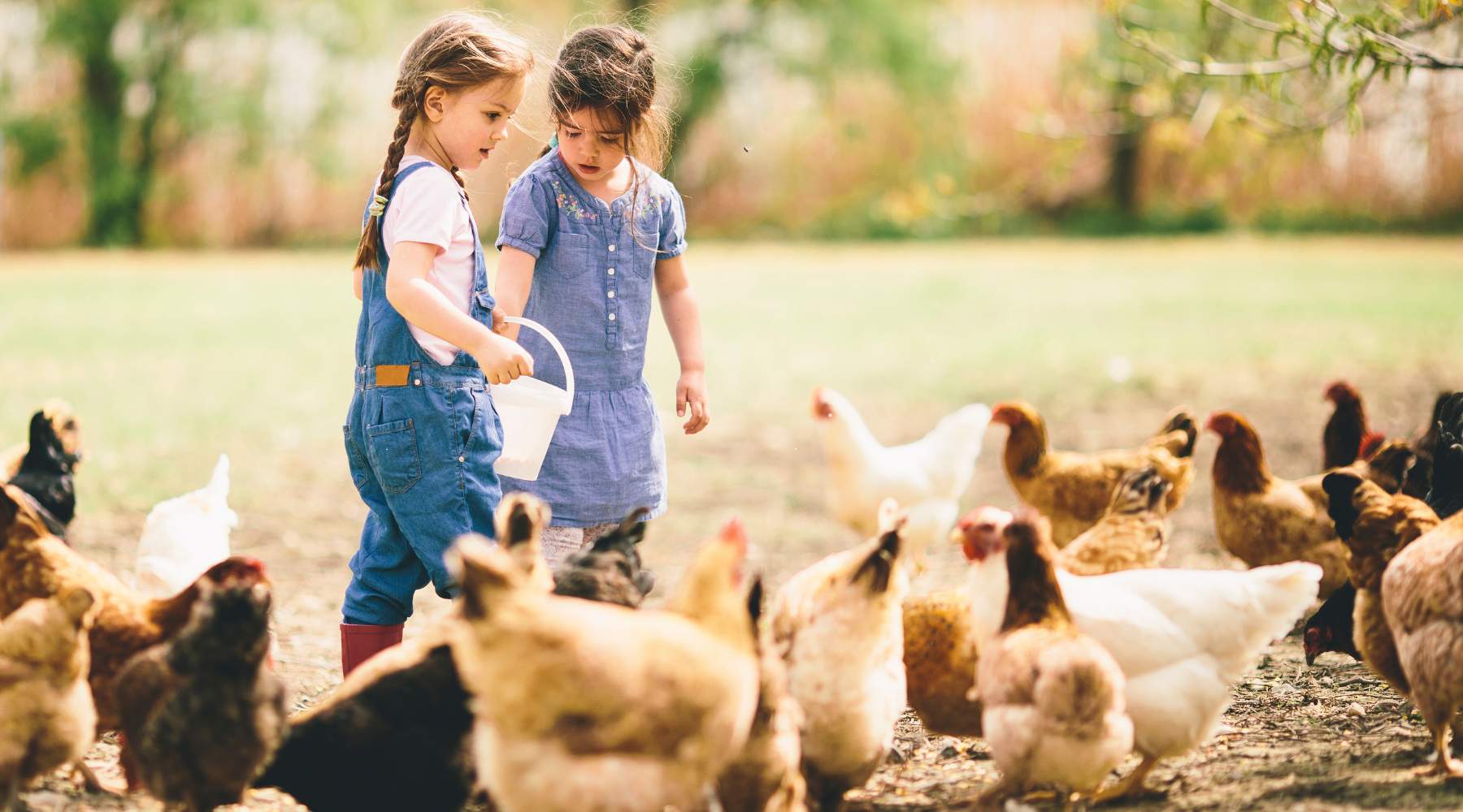 How Much Is Chicken Feed? A Guide to Feeding Your Poultry