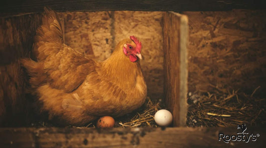 How to Make a Chicken Coop