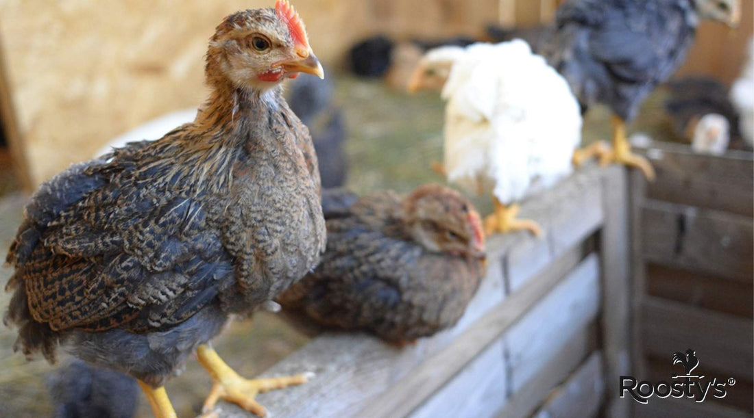 Large Chicken Coop with Run