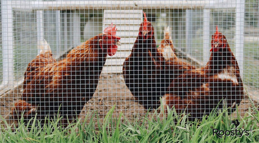 Using Straw for Your Chicken Coop