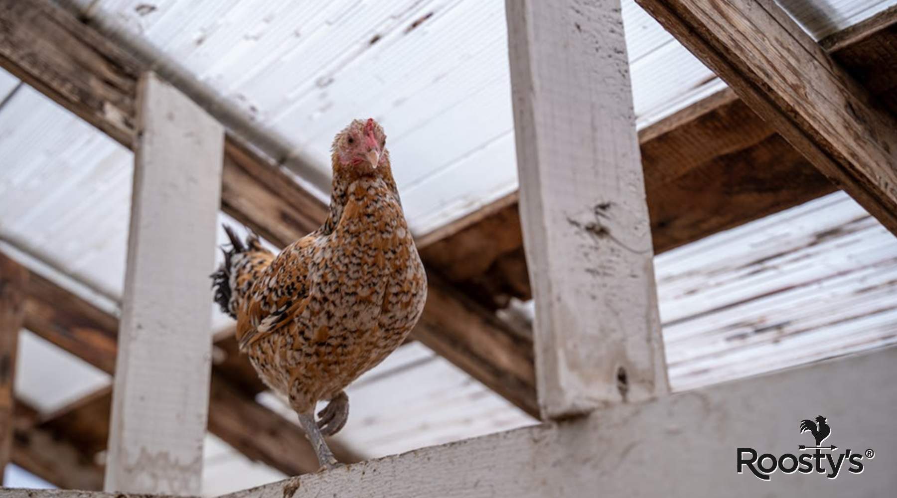 Affordable DIY Chicken Coop Ideas for Budget-Conscious Enthusiasts