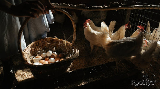 20 Chicken Coop Plans: Design Your Ideal Chicken Coop for Optimal Space