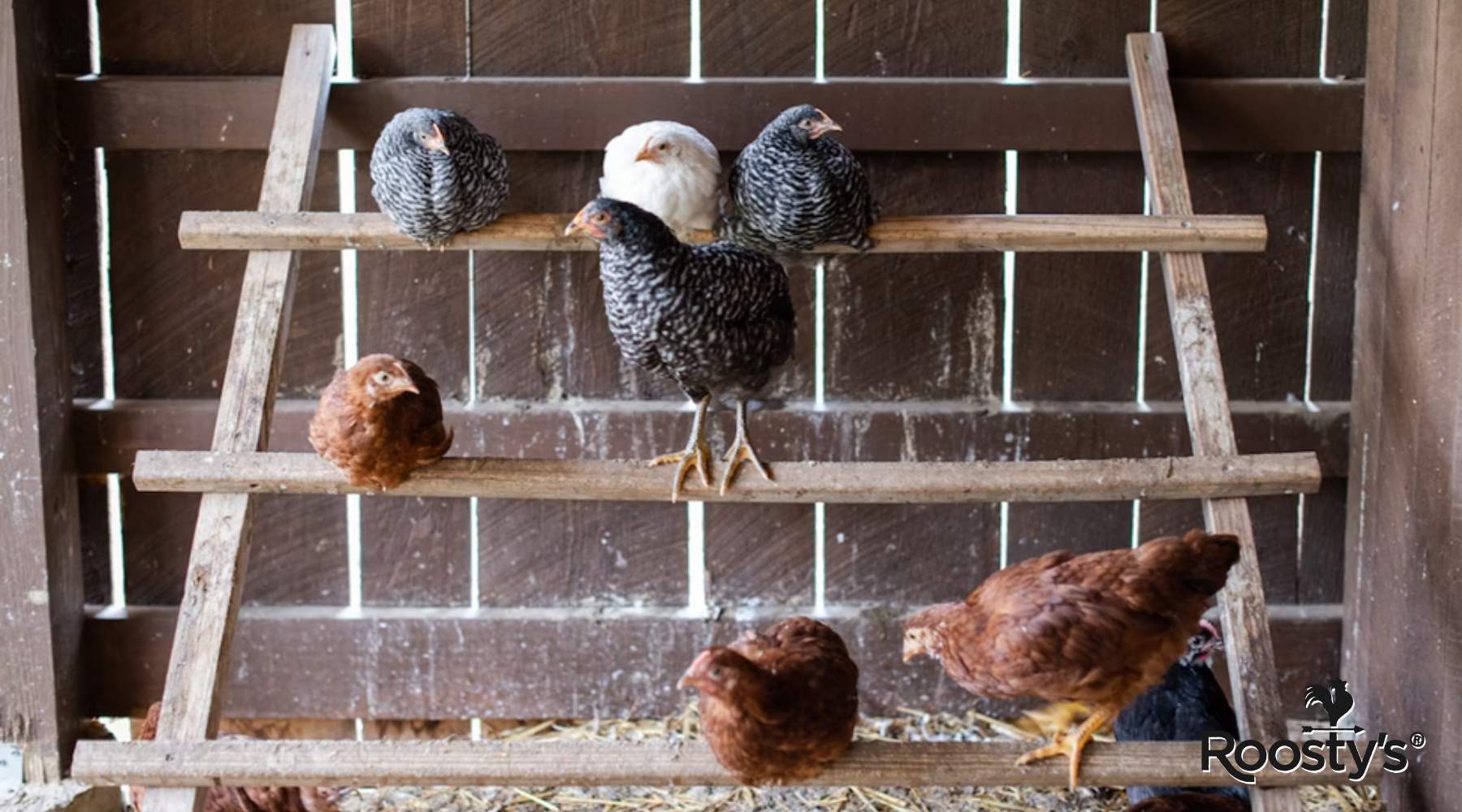 Featured Image_ 20 Chicken Coop_ Essential Guide for Building a Spacious and Comfortable Home