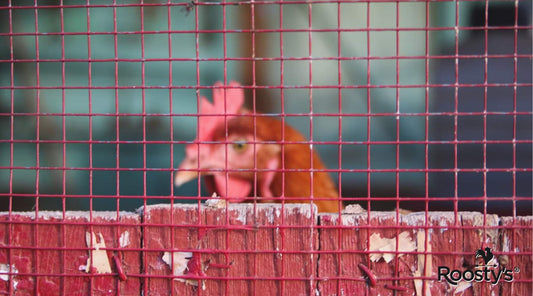 Choosing The Best Hardware Cloth To Protect Your Poultry