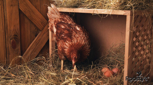 Build the Perfect Chicken Coop with a Nesting Box