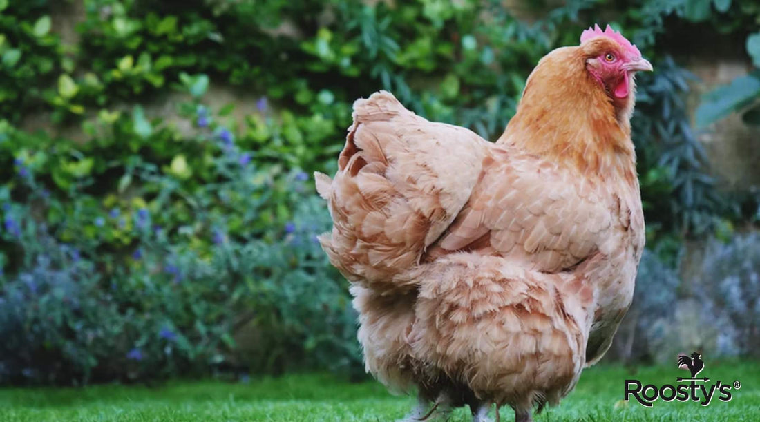 Chicken Coop Essentials