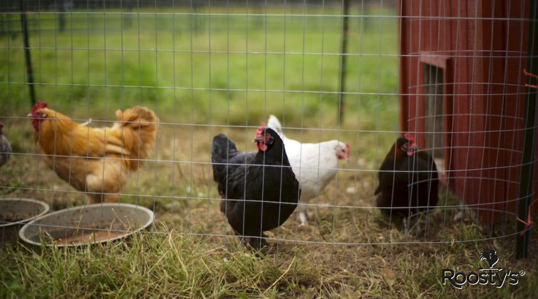 Easy-to-Clean Chicken Coop Interior