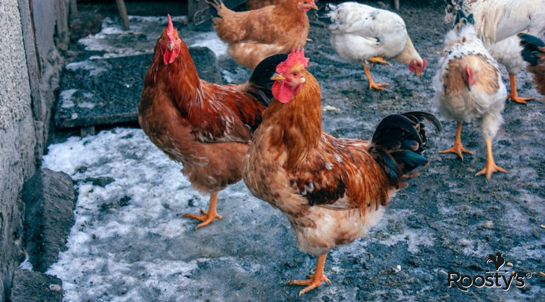 Insulation for Chicken Coop