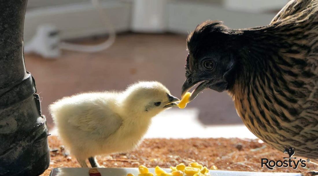 Make Your Own Chicken Feed