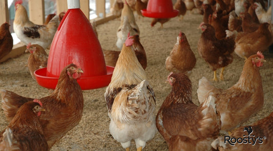 The Best Sand for a Chicken Coop