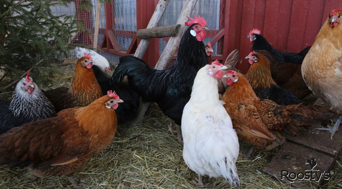 The Essential Guide to Flooring for Your Chicken Coop