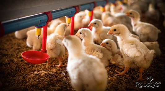 Upgrade Your Poultry Setup with a Nipple Chicken Waterer
