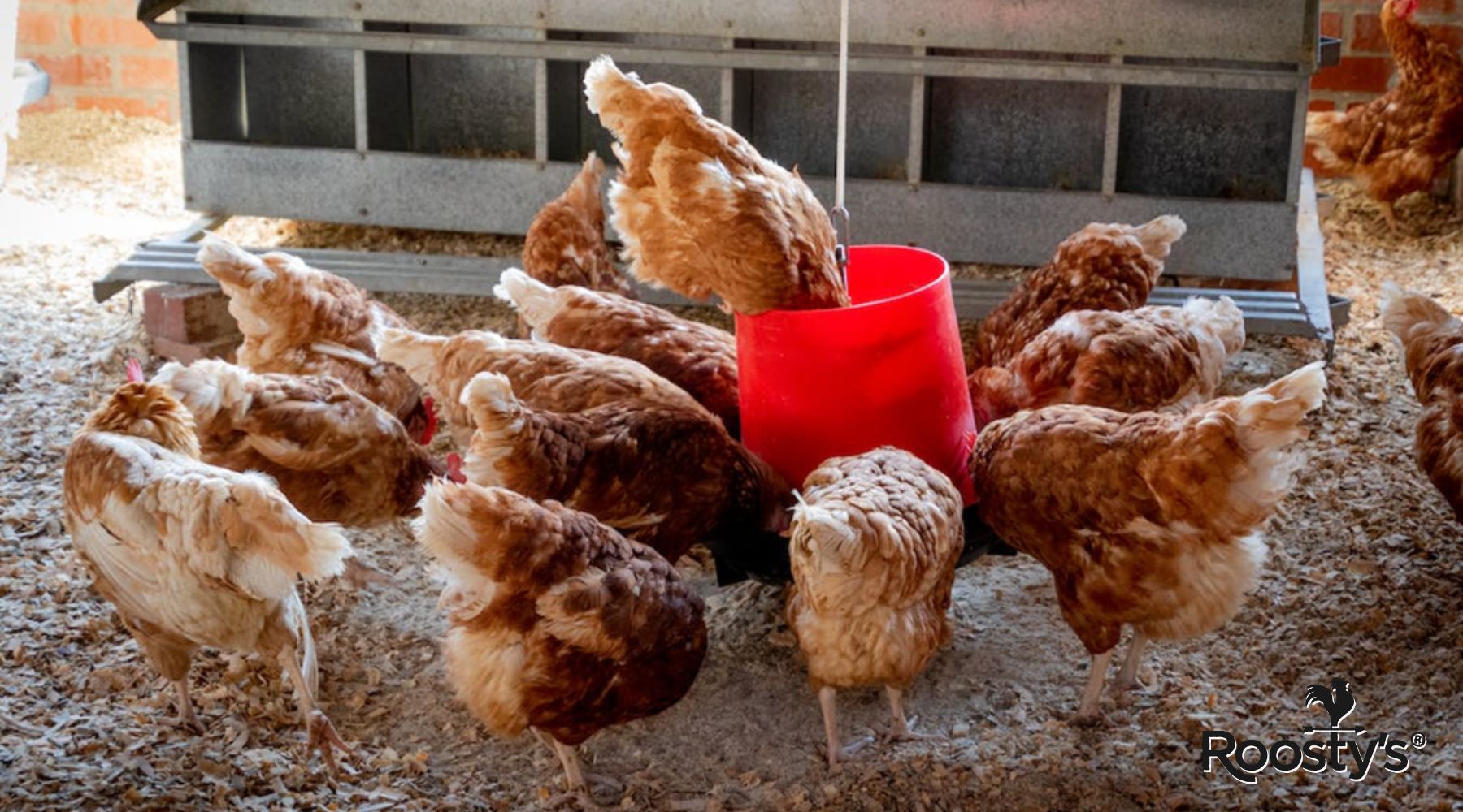 Discover the Best Chicken Feed for Optimal Nutrition