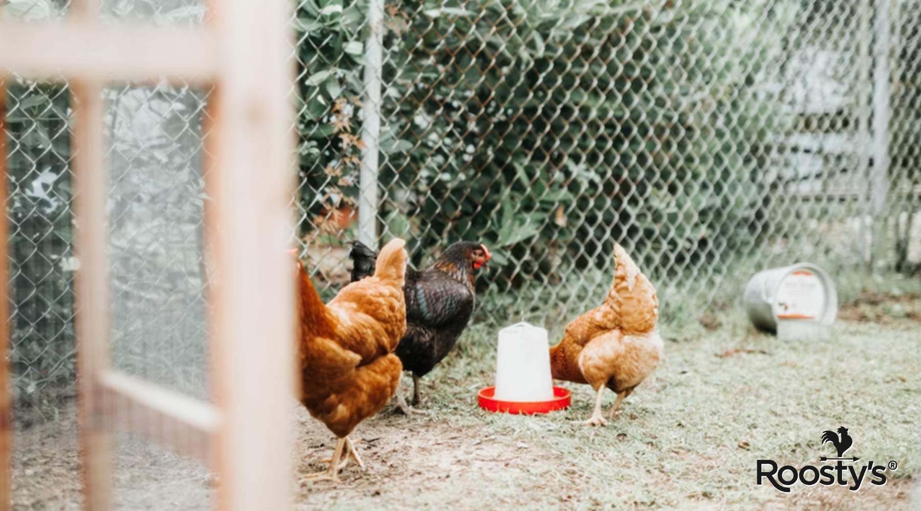 Build a Chicken Coop with Run: The Essential Guide – Roosty's