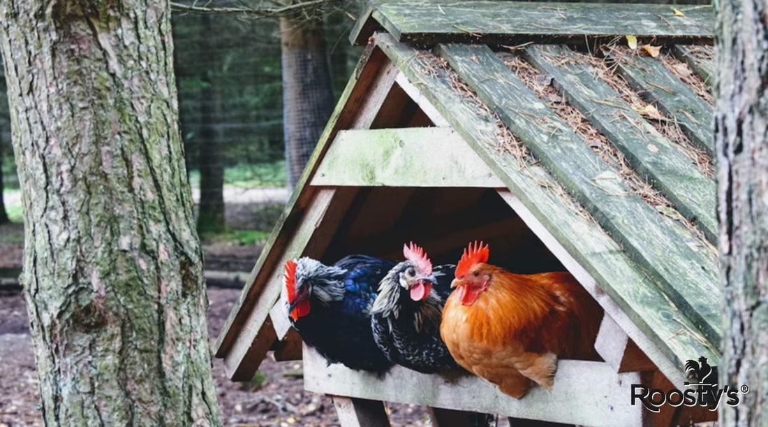 Best Large Chicken Coops