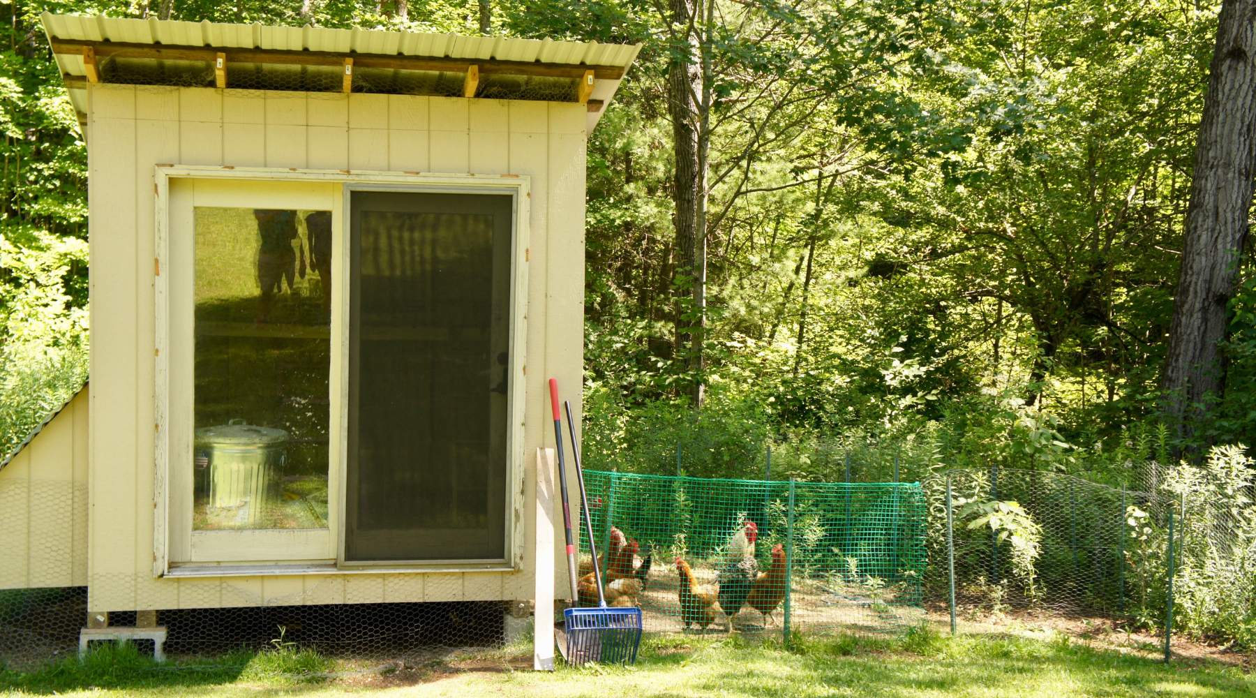 How Big Should a Chicken Coop Be? Essential Tips for Sizing Your Coop