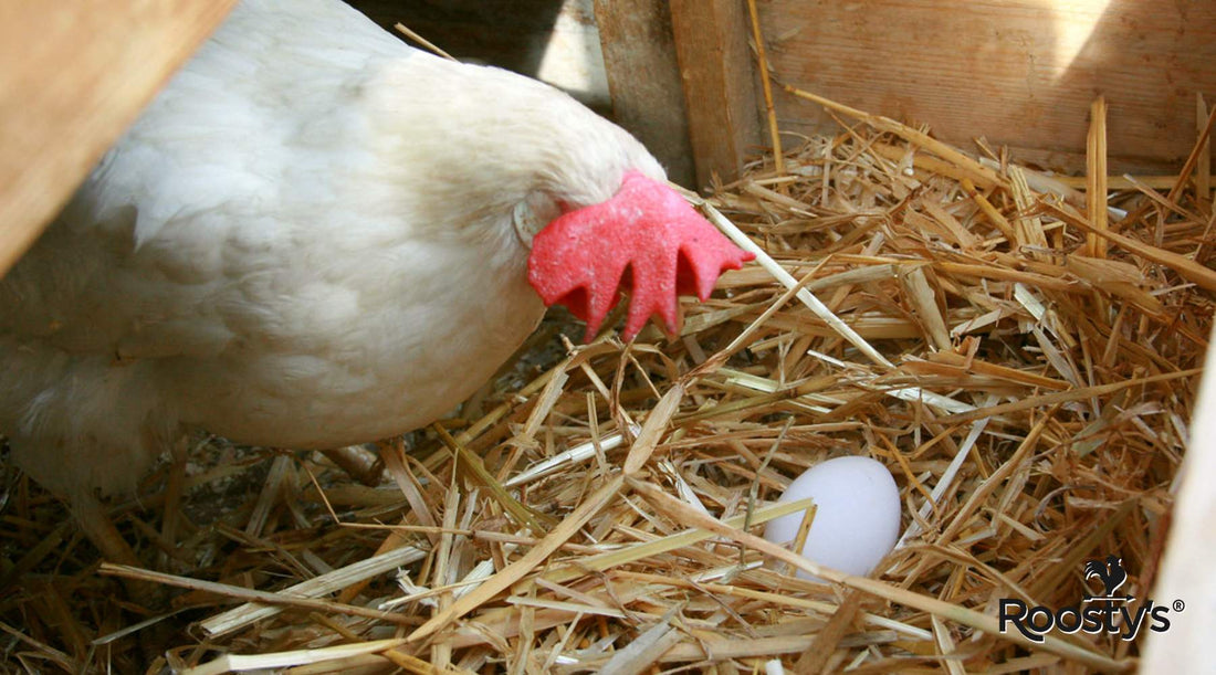 How to Make Chicken Nesting Boxes – Essential Tips for Success