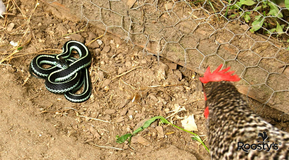 Keep Snakes Out of Chicken Coop