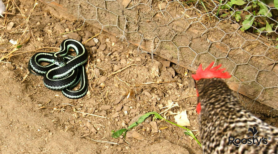 Keep Snakes Out of Chicken Coop