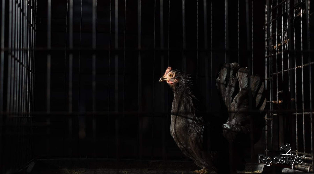 Light for Chicken Coop: Energy-Efficient Lighting