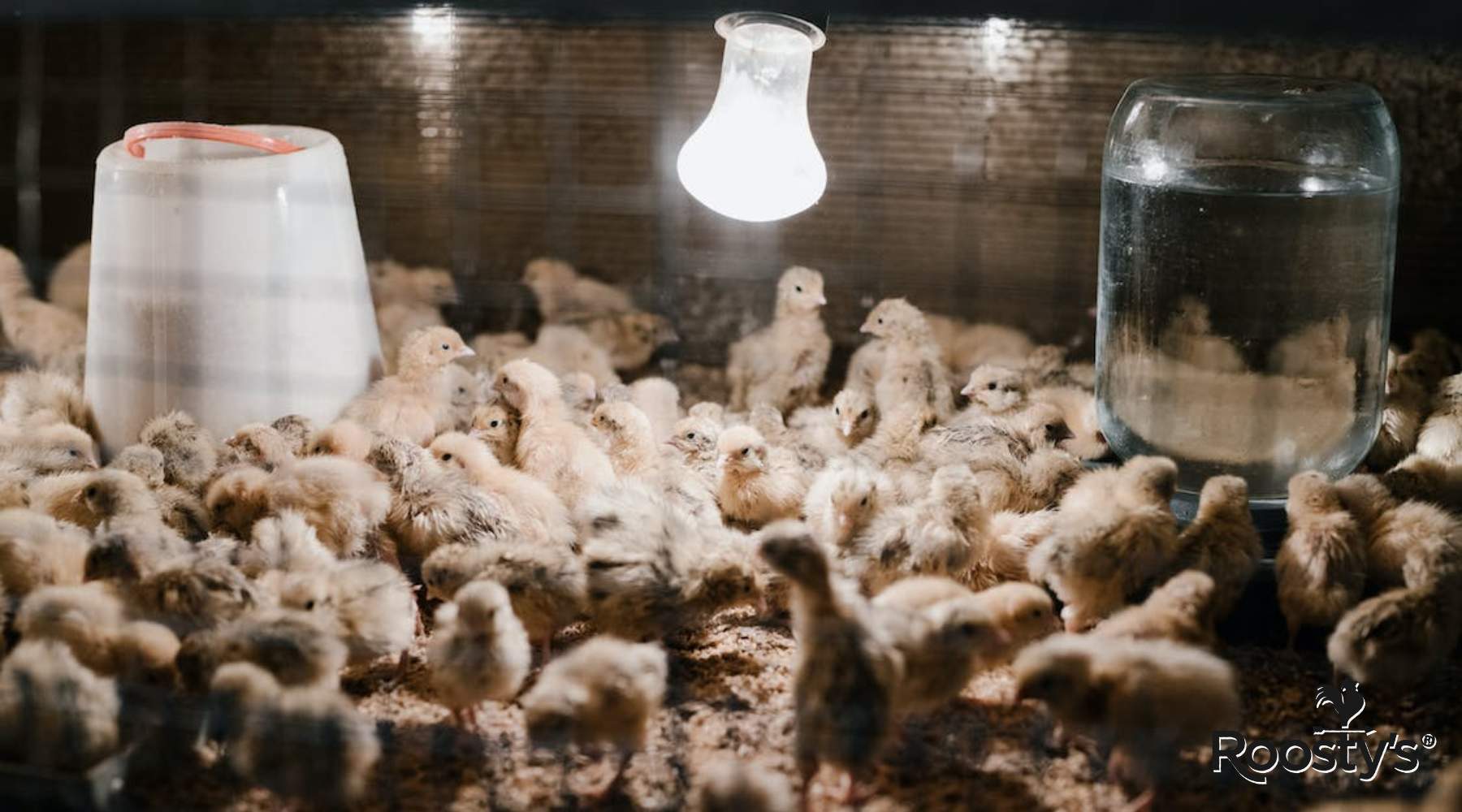 Solar Light for Chicken Coop: An Eco-Friendly Solution