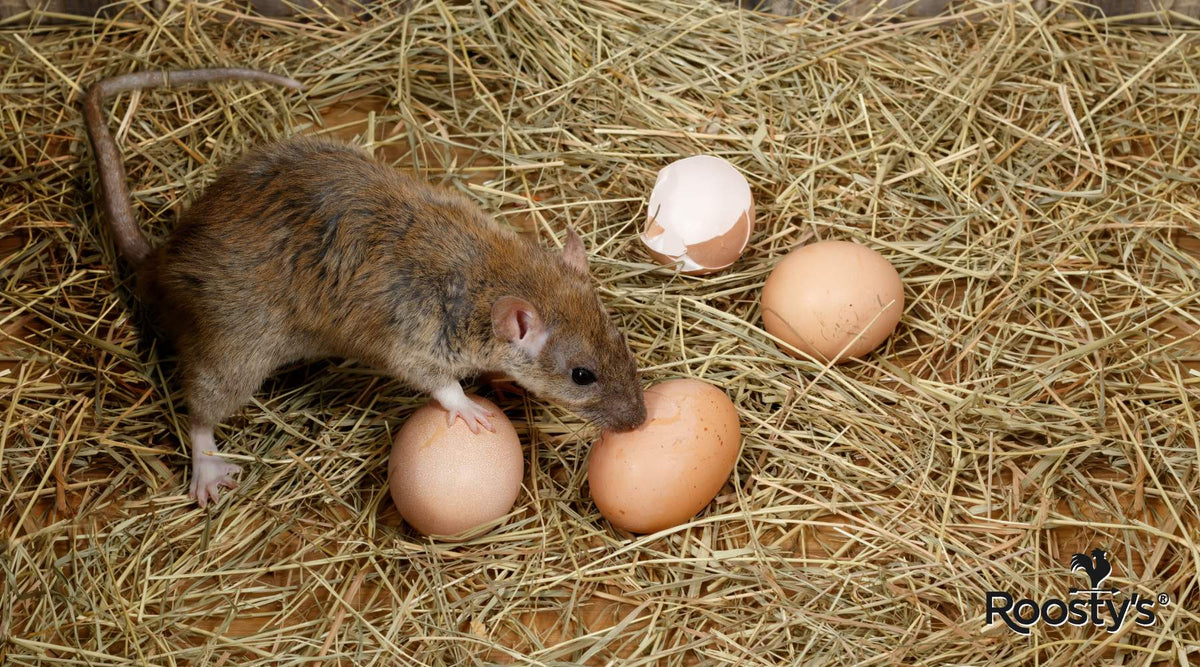 The Ultimate Guide To Getting Rid Of Rats In Your Chicken Coop – Roosty's