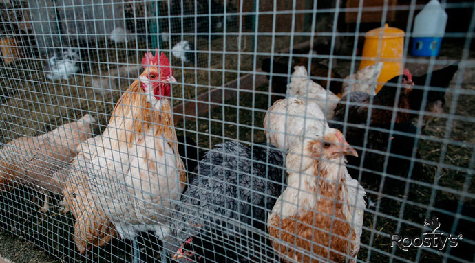 The Ultimate Guide to Netting for Chicken Coops