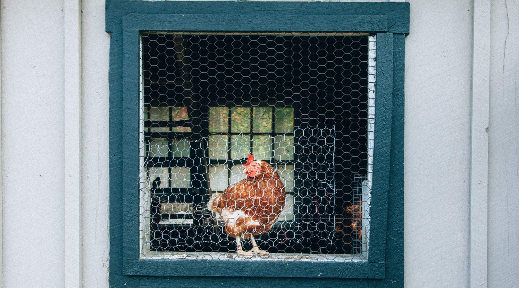 Ventilation for Chicken Coop: Keep Your Flock Healthy and Happy