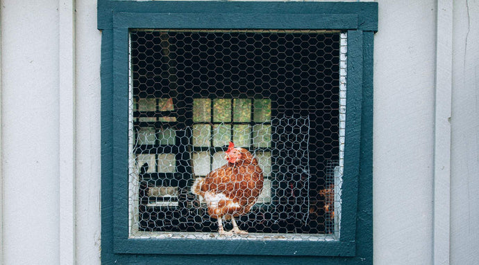 Ventilation for Chicken Coop: Keep Your Flock Healthy and Happy