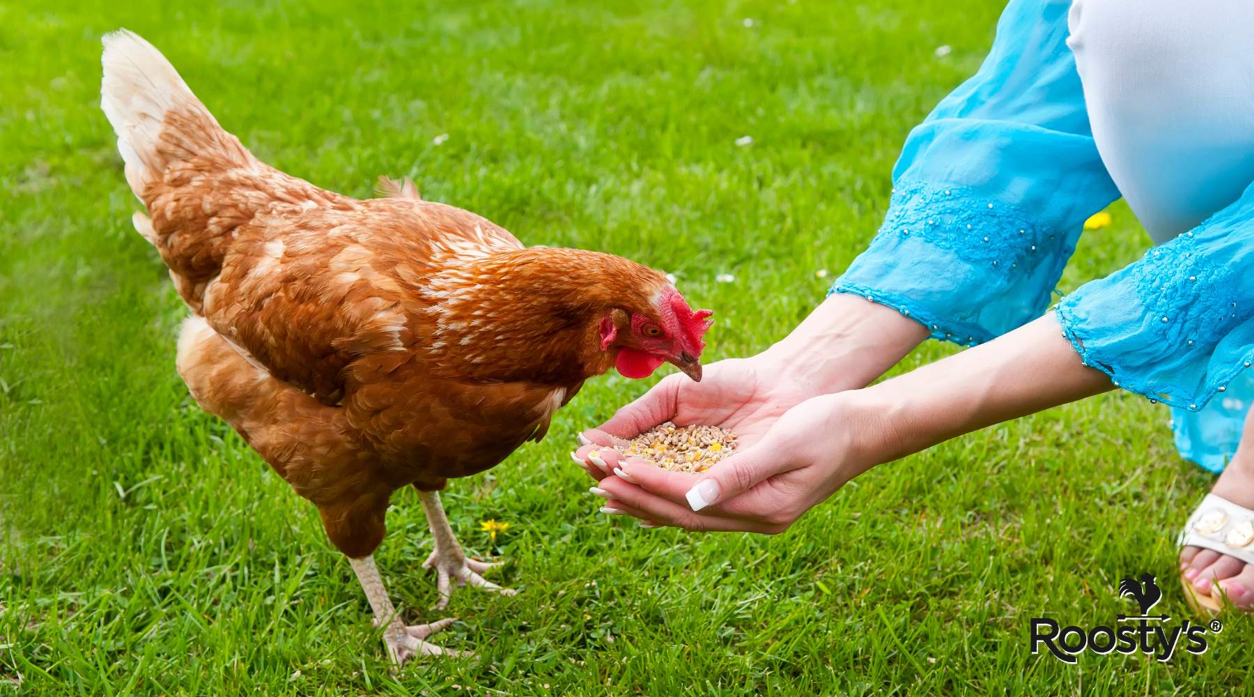 What Is in Chicken Feed: Understanding the Ingredients in Poultry Nutrition