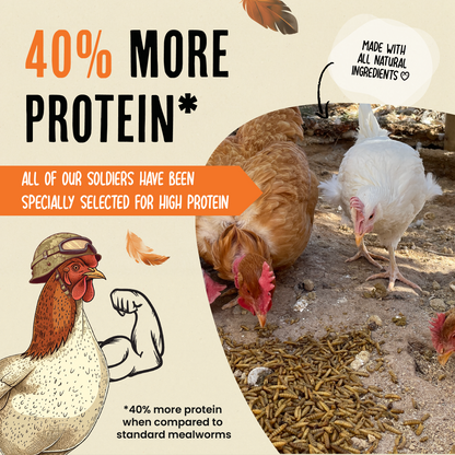Black Soldier Fly Larvae - 40% higher protein than mealworms