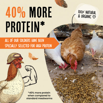 Black Soldier Fly Larvae - 40% higher protein than mealworms