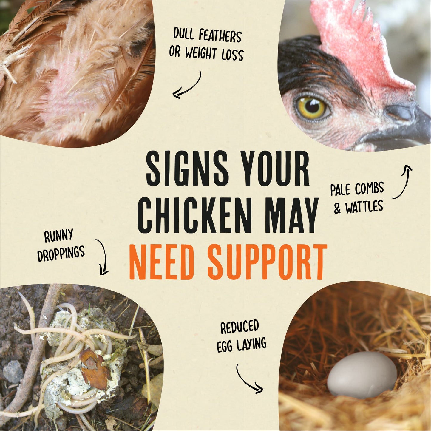 Desparasitante 100% natural para pollos: mantén a tus gallinas en forma y libres de lombrices.