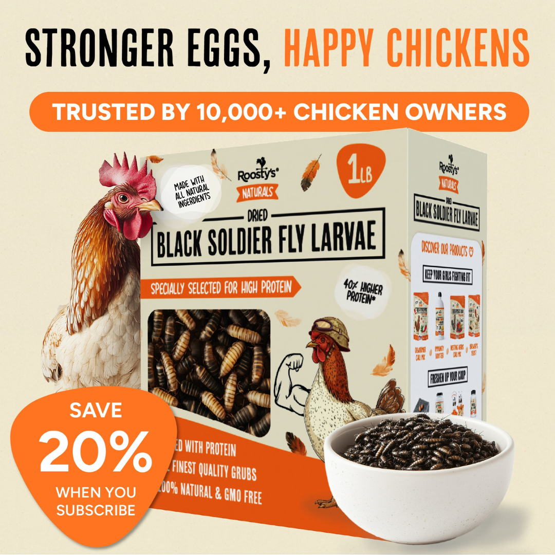 Black Soldier Fly Larvae - 40% higher protein than mealworms
