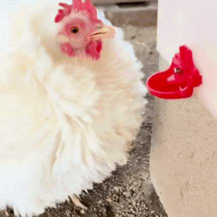 All Natural Immunity & Digestion Booster