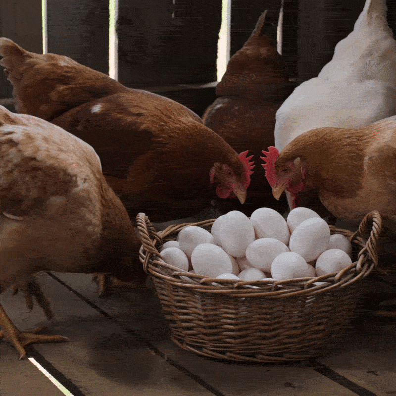 Hen cutaway illustration with three eggs