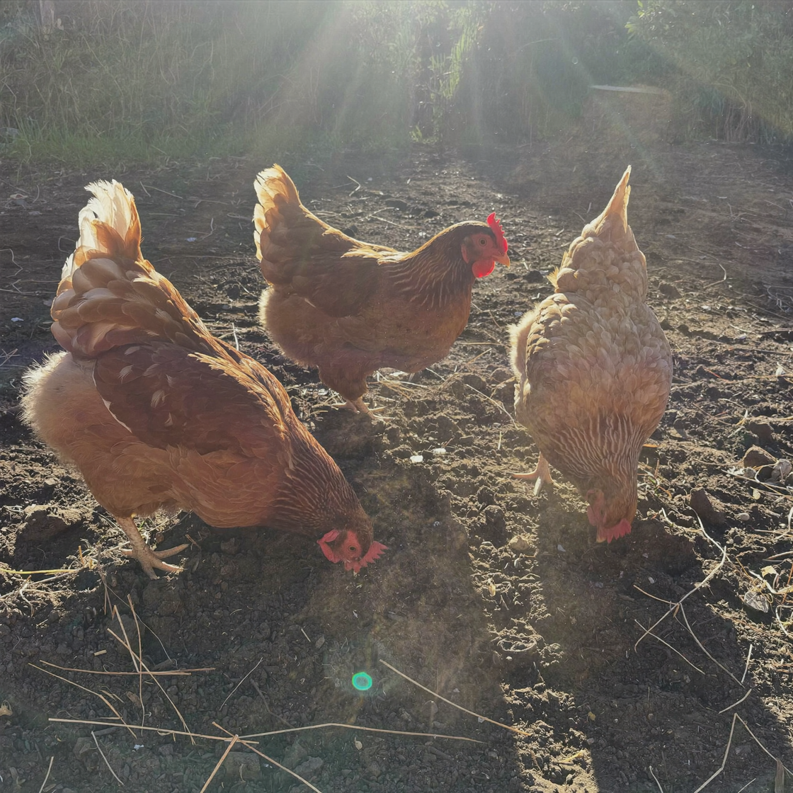 Hens scratching in warm summer soil